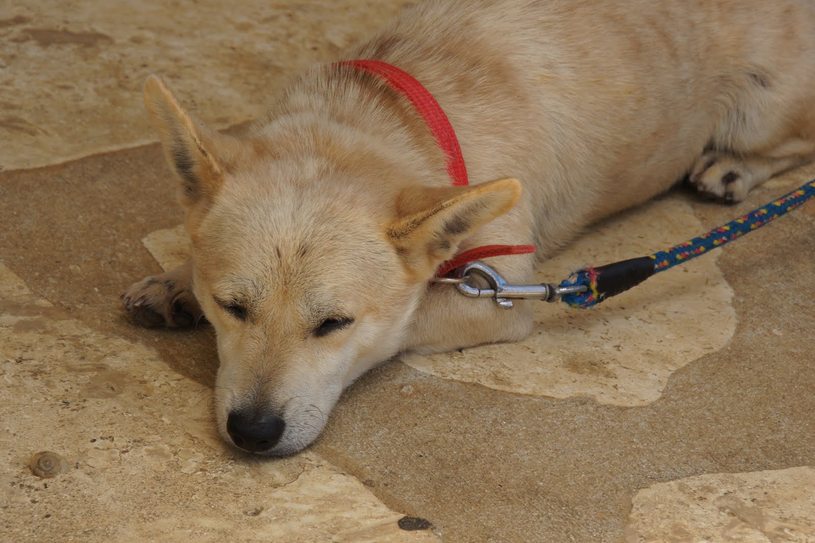 伊達な宇琉麻 い 南大東旅行記