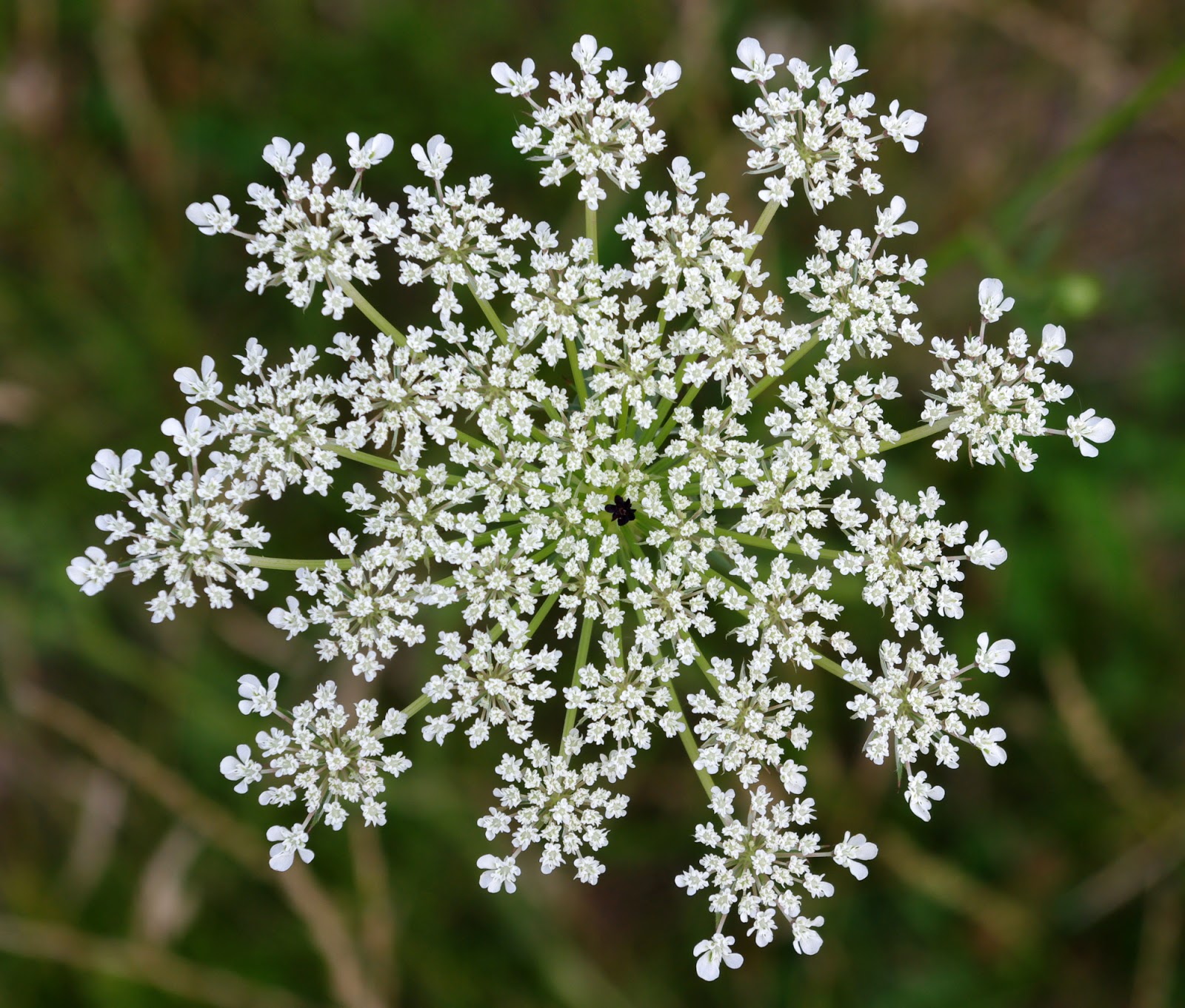 Plant World Wild Carrot