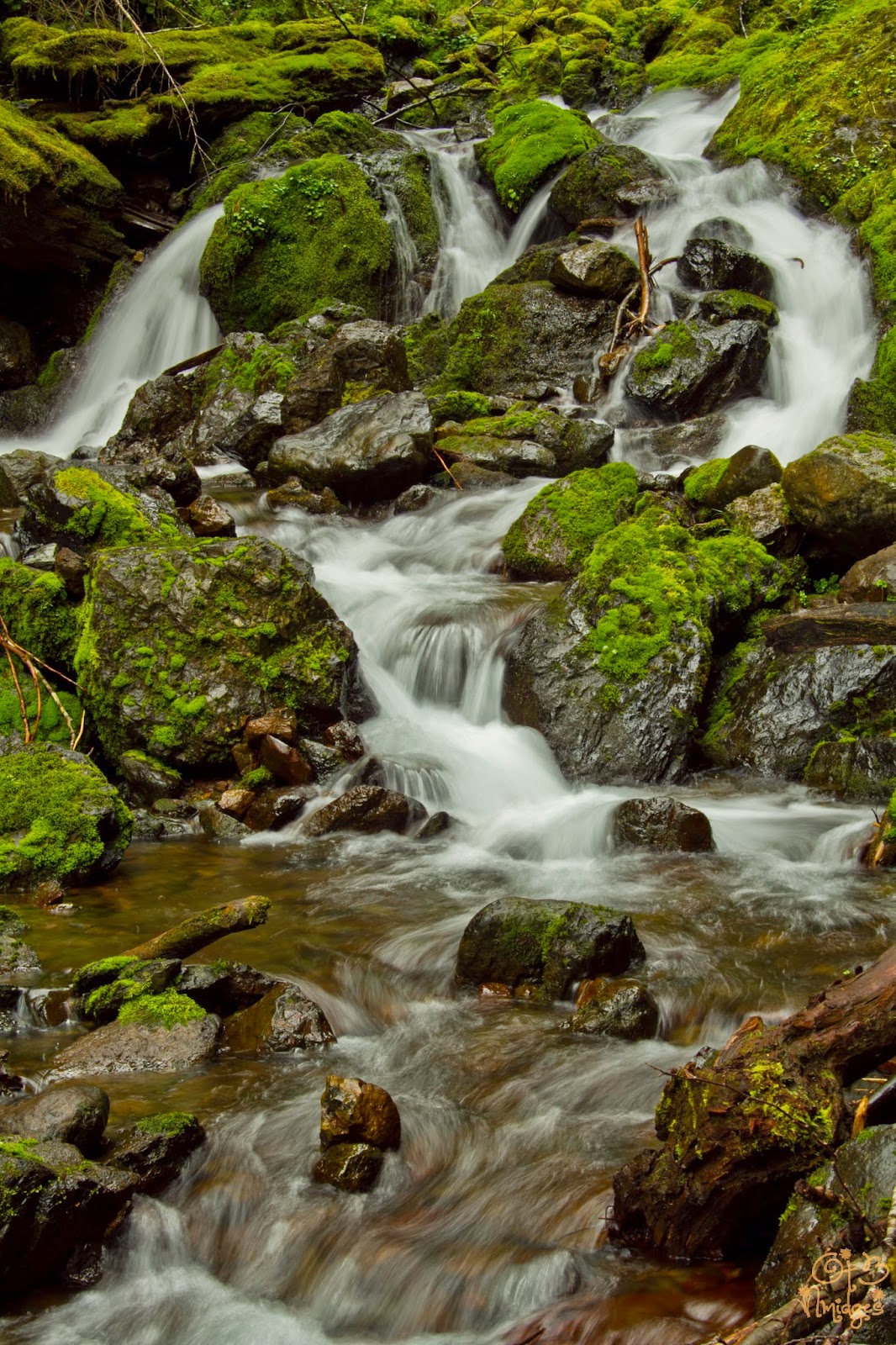 Hiking Washington South Olympics Trout Creek
