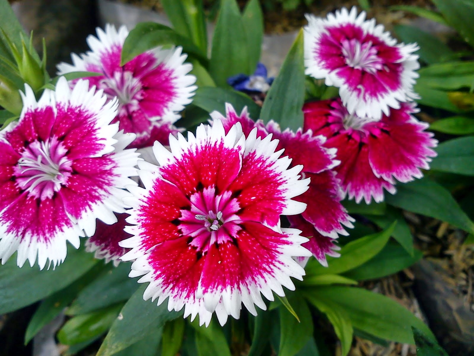 Klasifikasi Anyelir dan Manfaatnya Untuk Kesehatan | Dunia Remaja™