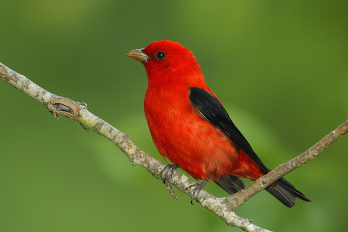 birds scarlet tanager birds scarlet tanager