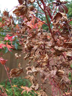 Raising Japanese Maples: Diseases The Japanese Maple Tree Can Face