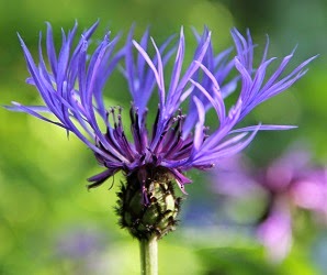 Centaurea montana