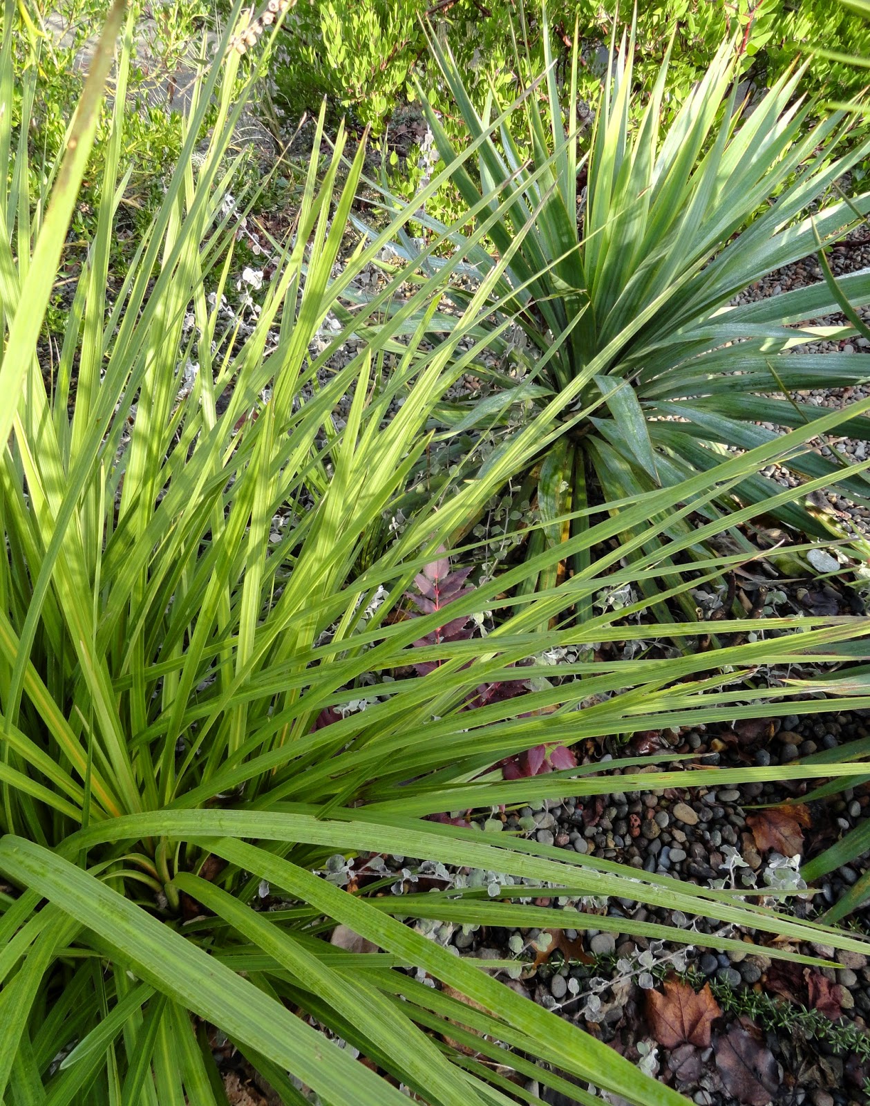 Just A Girl With A Hammer Say Yes To Mahonia