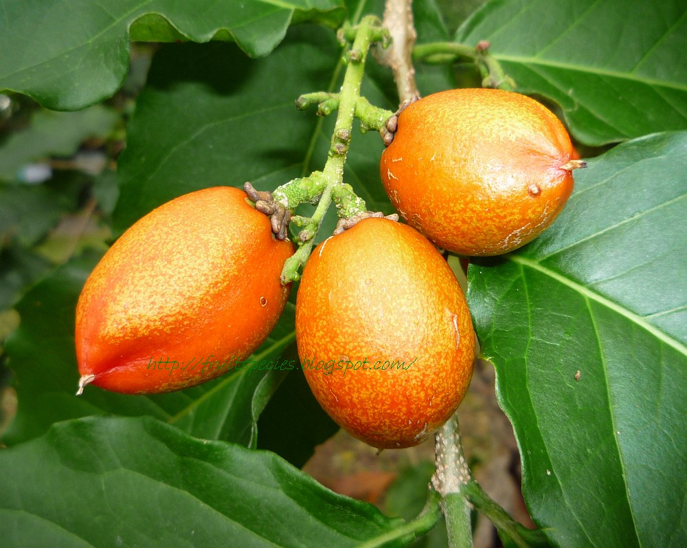 Peanut butter fruit