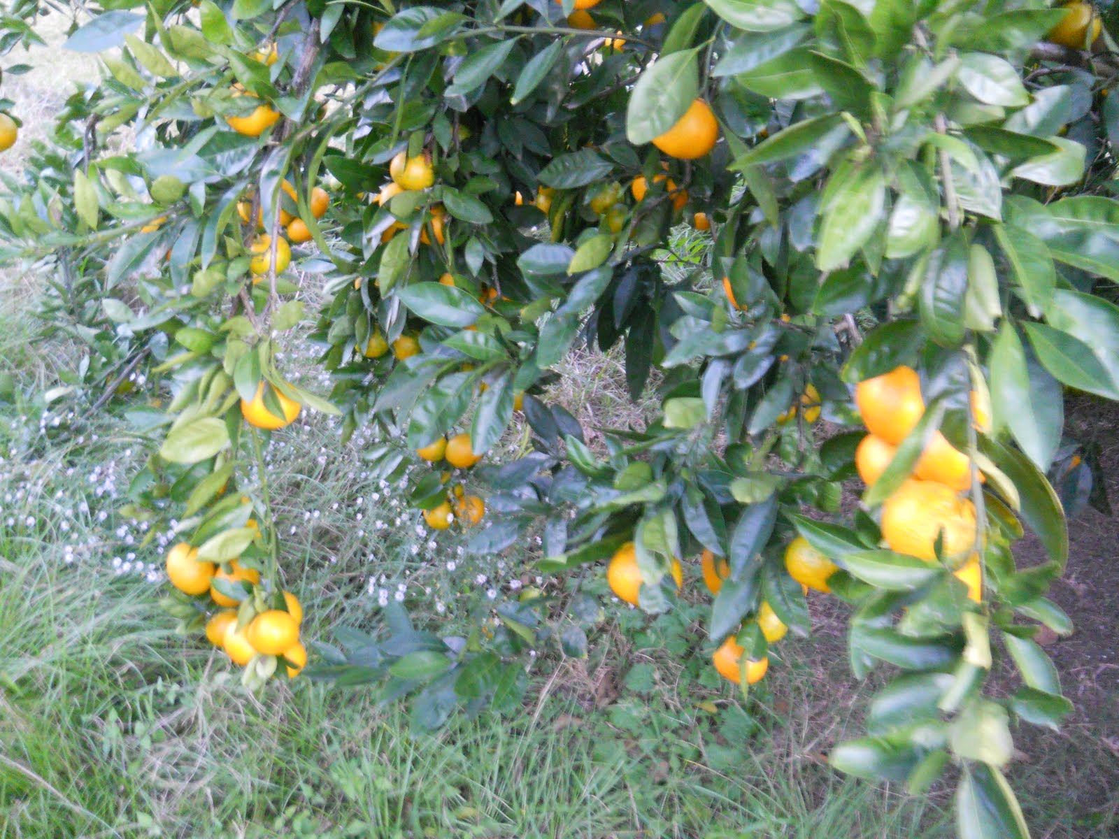 Louisiana Swamp Tours Home Grown Louisiana Satsumas