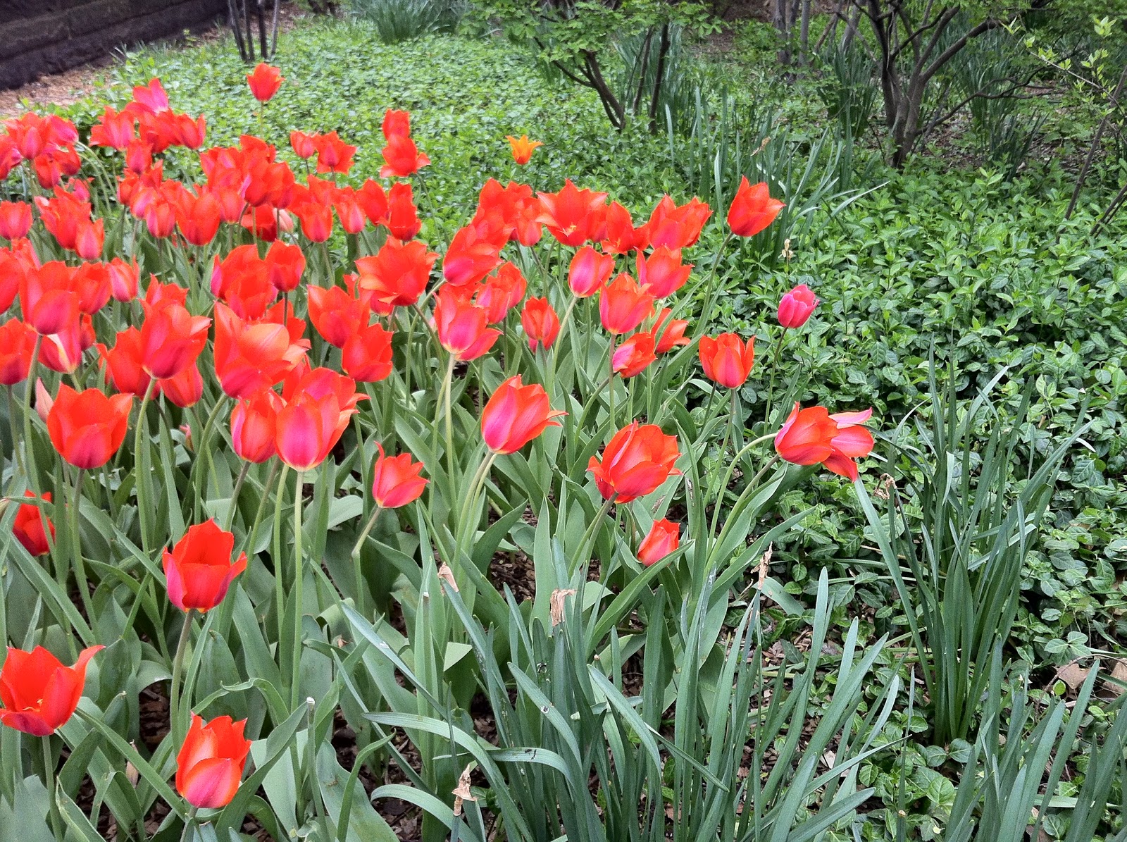 歩いてみると New York Cottage Garden Flower Arrangement Lesson