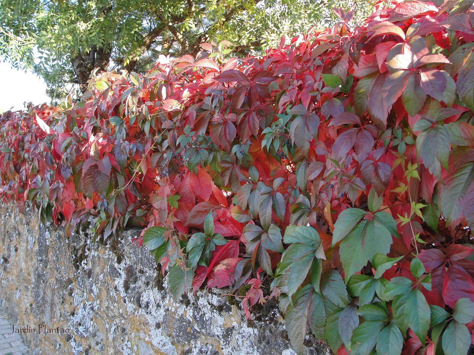 Jardinería Plantae Parra virgen