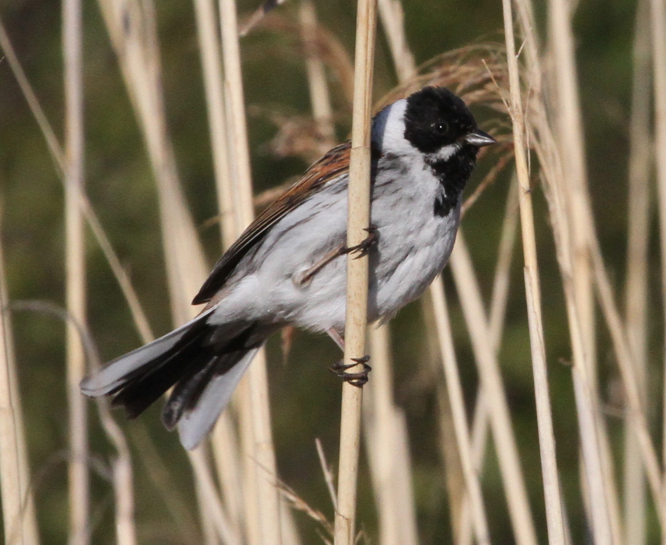 Durham University Biodiversity Survey Reedbed Birds