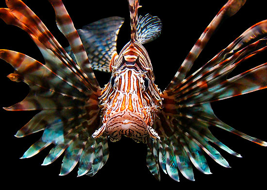 Terrierman's Daily Dose: Lionfish Hunting in Florida
