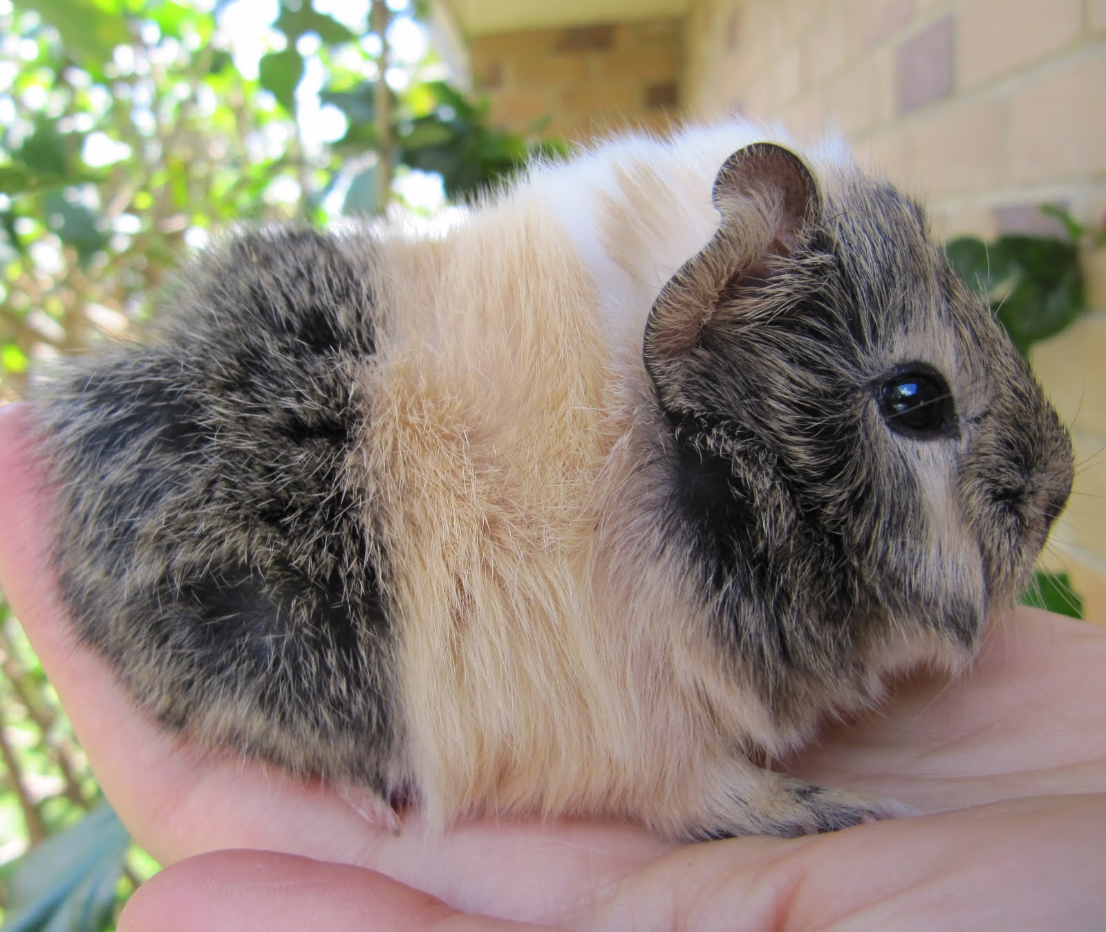 All Things Guinea Pig Weigh in with 43 piggies!