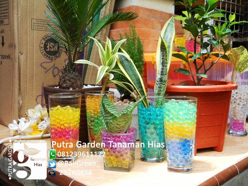 putra garden tanaman hias hidrogel murah di denpasar bali putra garden tanaman hias hidrogel murah di denpasar bali