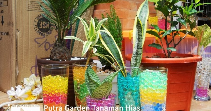 putra garden tanaman hias hidrogel murah di denpasar bali putra garden tanaman hias hidrogel murah di denpasar bali