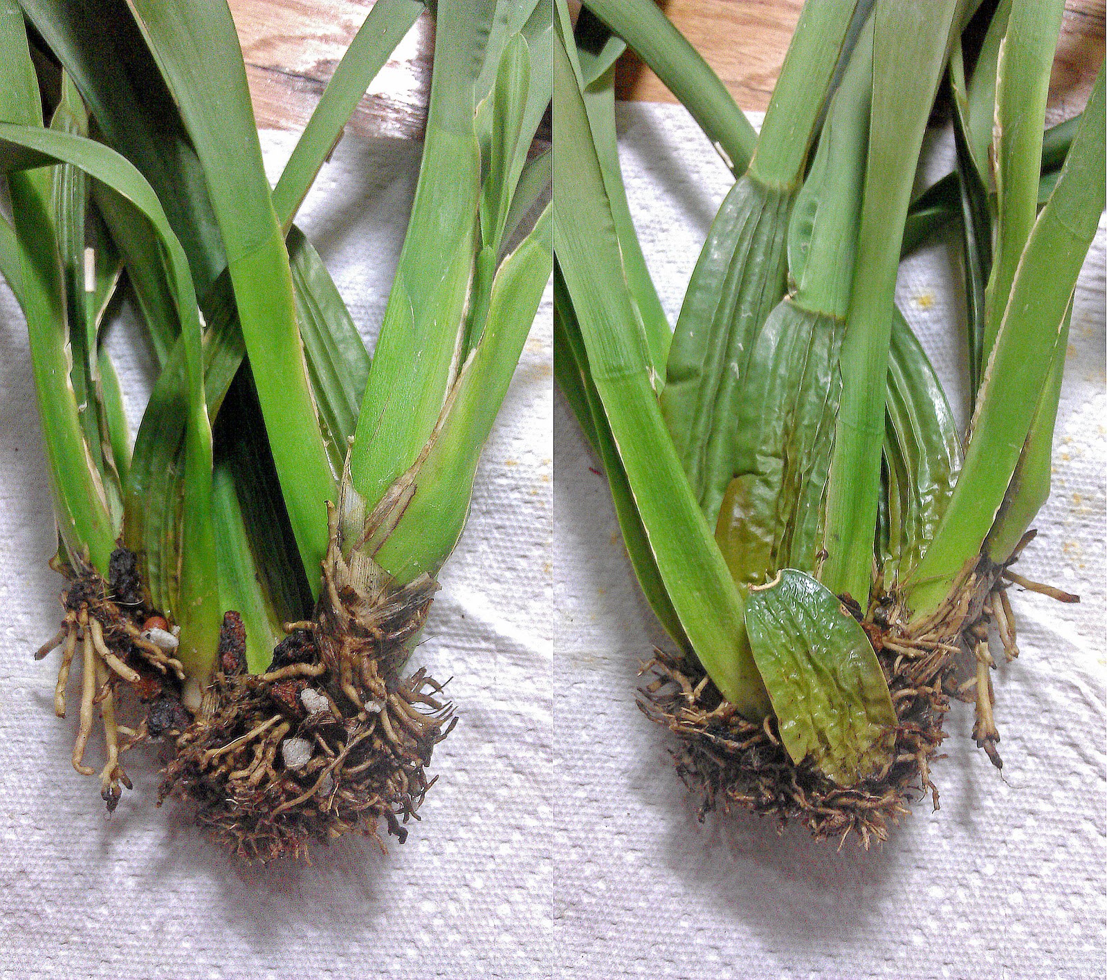 Maria S Orchids Oncidium Noid The Rescue Orchid Recovers