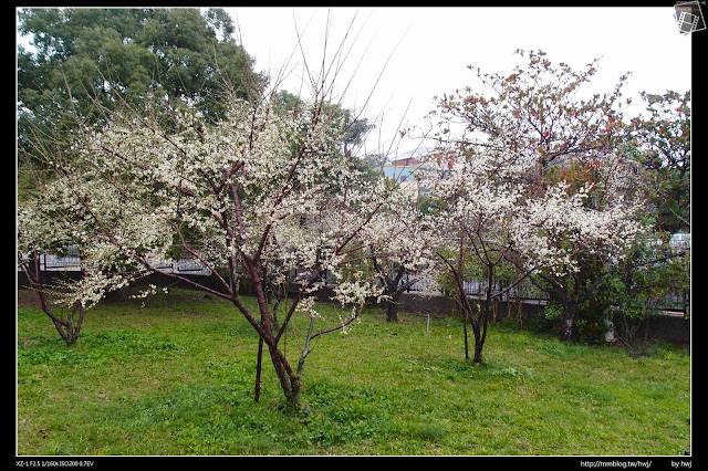 2015-01-14南投市警察局-市內賞梅好地方