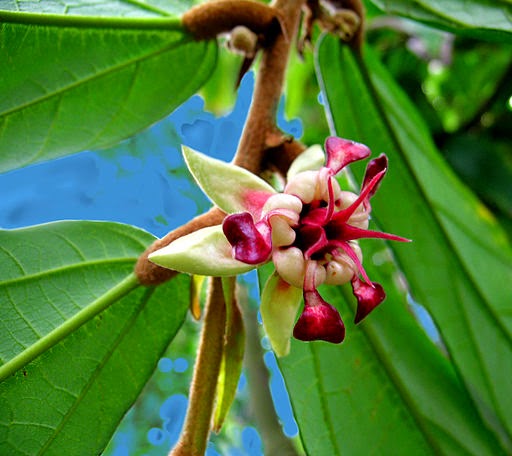 Cacao Flower