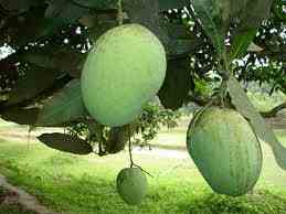 Fruit Mango Varieties Descriptionmango himsagar has a sweet aroma and is musky sweet in taste. fruit blogger