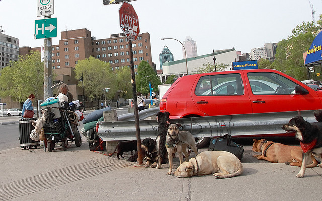 15 fotos encantadoras mostram o amor dos moradores de rua por seus cachorros