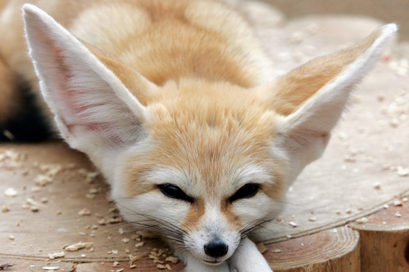 Amazing Creatures: 15 World's cutest endangered animals (15 pics)