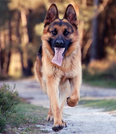 family and guard dogs