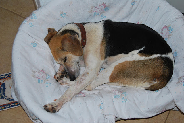 Das wahre Leben So´n büschen bekloppt ist ja ok. 9,7 kg CleoHund in