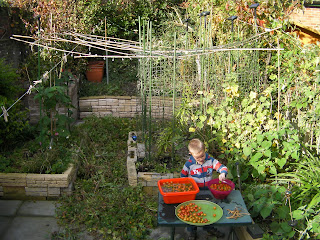 tomato harvest including green tomatoes for frying