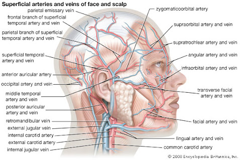 Facial Anatomy