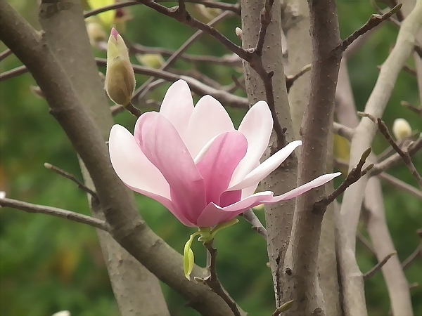 紫玉蘭 Magnolia liliiflora  別名「辛夷」