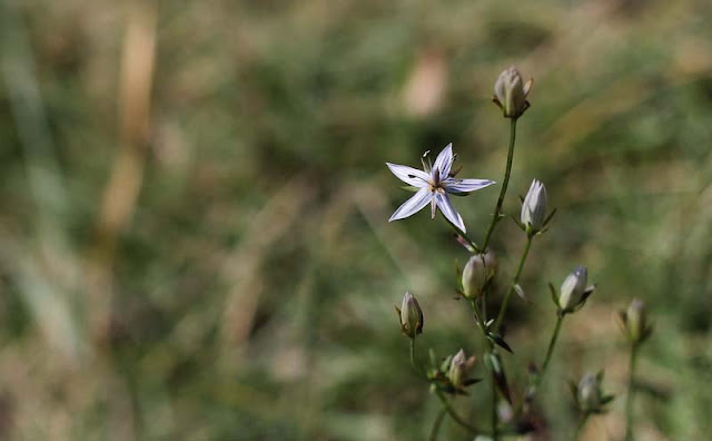 Marsh Felwort Flowers