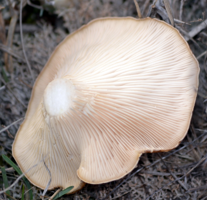 BIOMONCAYO Pleurotus eryngii (Seta de Cardo)