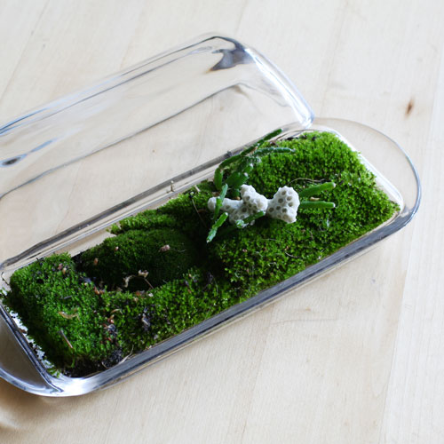 The Rainforest Garden 8 Terrarium DIY Projects