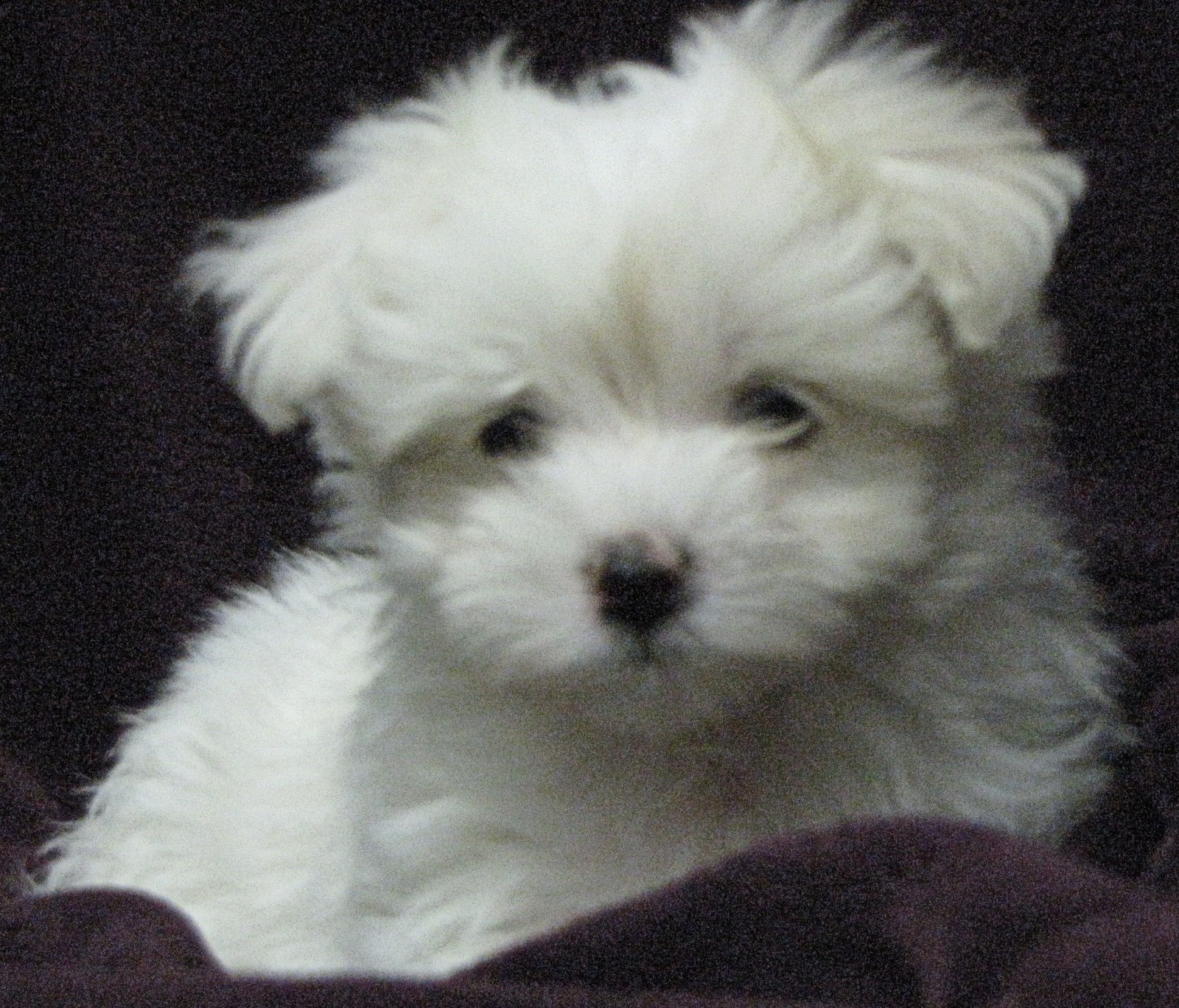 Cute Puppy Dogs Maltese puppies maltese puppies