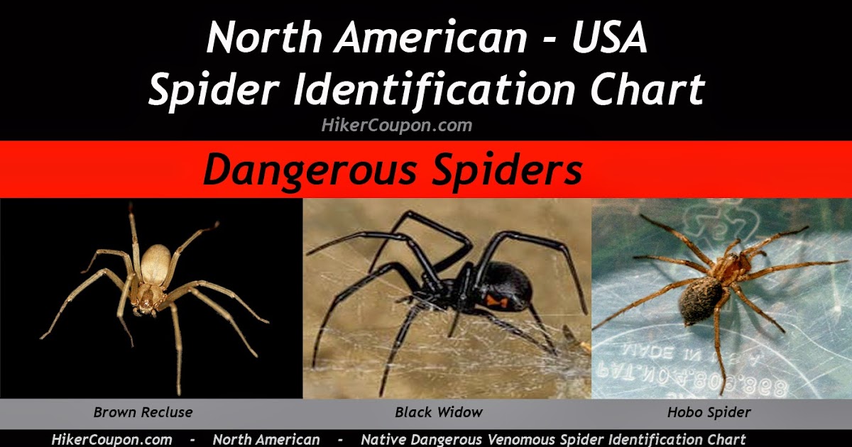 Camping, Hiking and Backpacking The 3 most dangerous spiders commonly