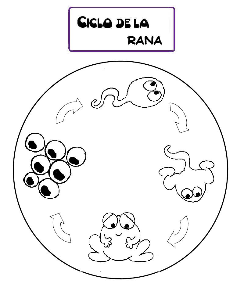 - RECURSOS PARA EDUCACIÓN INFANTIL: CICLO DE LA VIDA de una RANA - RECURSOS PARA EDUCACIÓN INFANTIL: CICLO DE LA VIDA de una RANA