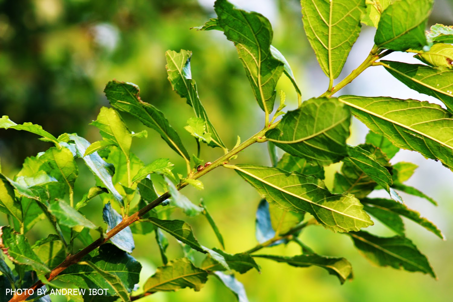 Let's Juice It Up! Tsaang Gubat