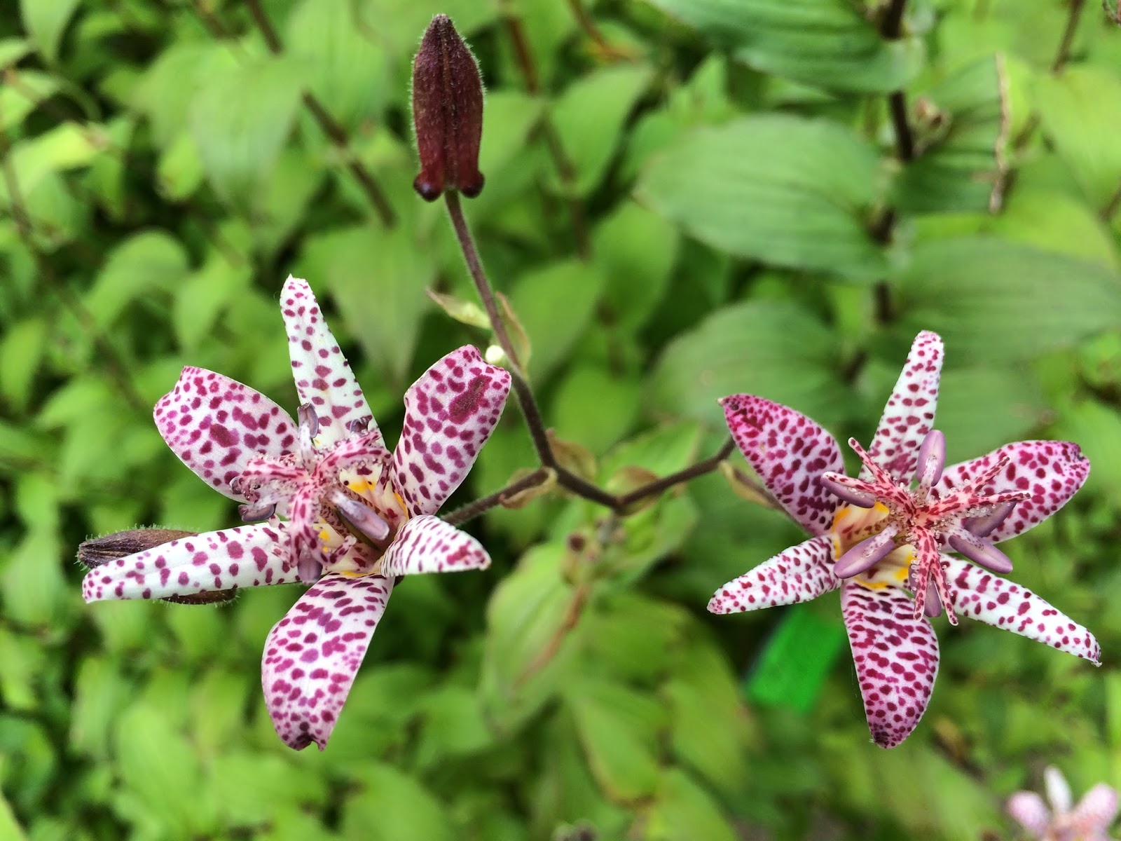Caryopteris X Clandonensis First Choice