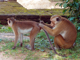 Monkey's in Polonnaruwa