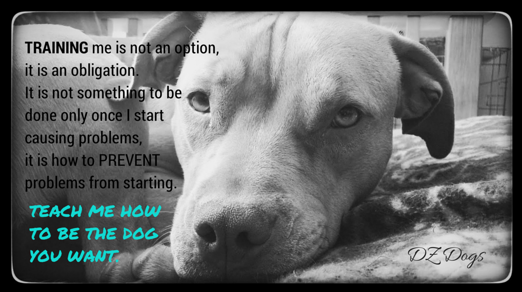 Dz S Adventures Common Pit Bull Myths