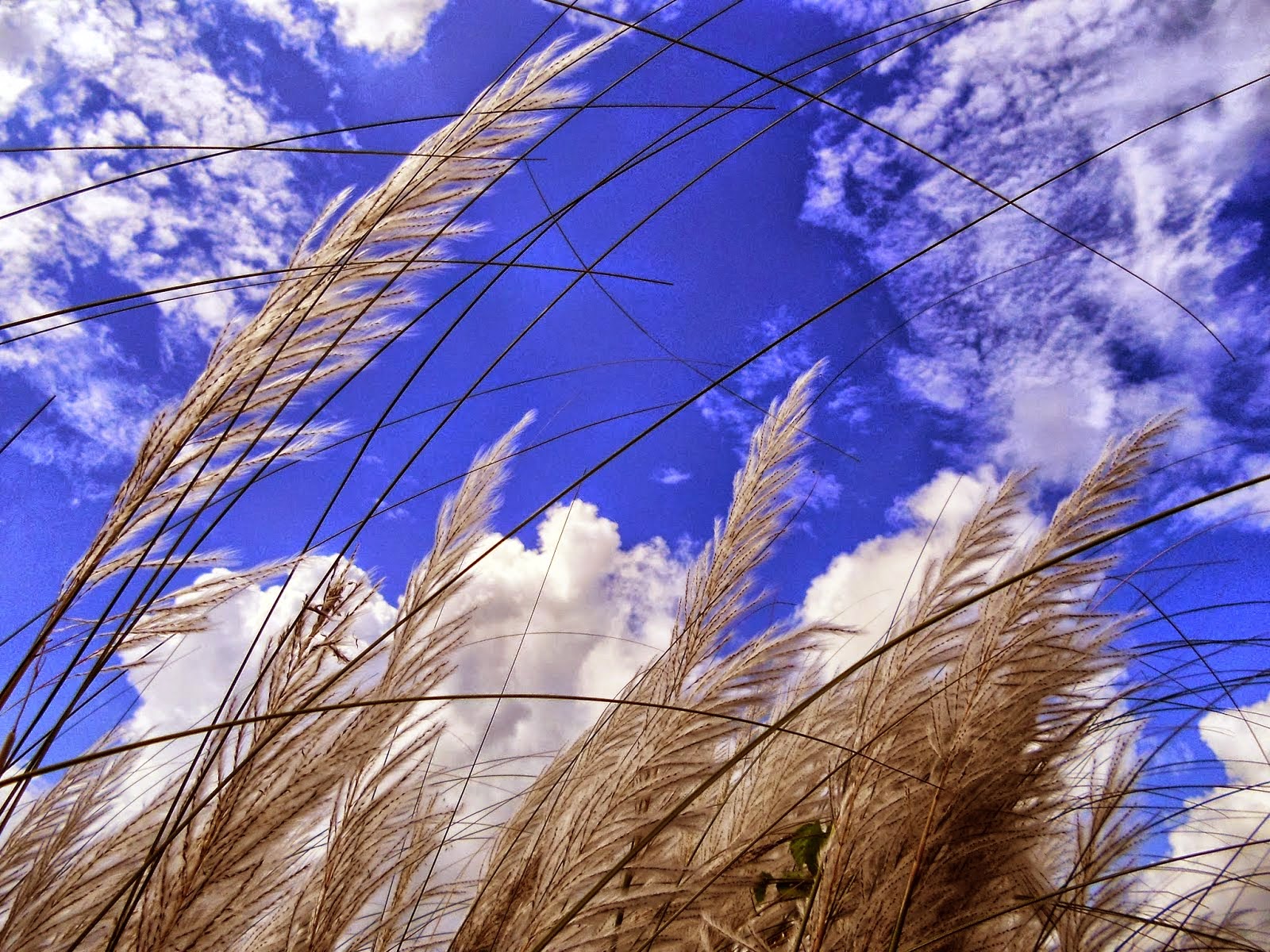 kash flower hd wallpaper blogs nature wallpaper blogs nature wallpaper