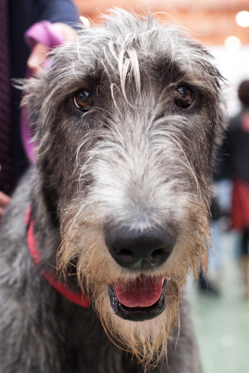 Labrador Cross Sheepdog