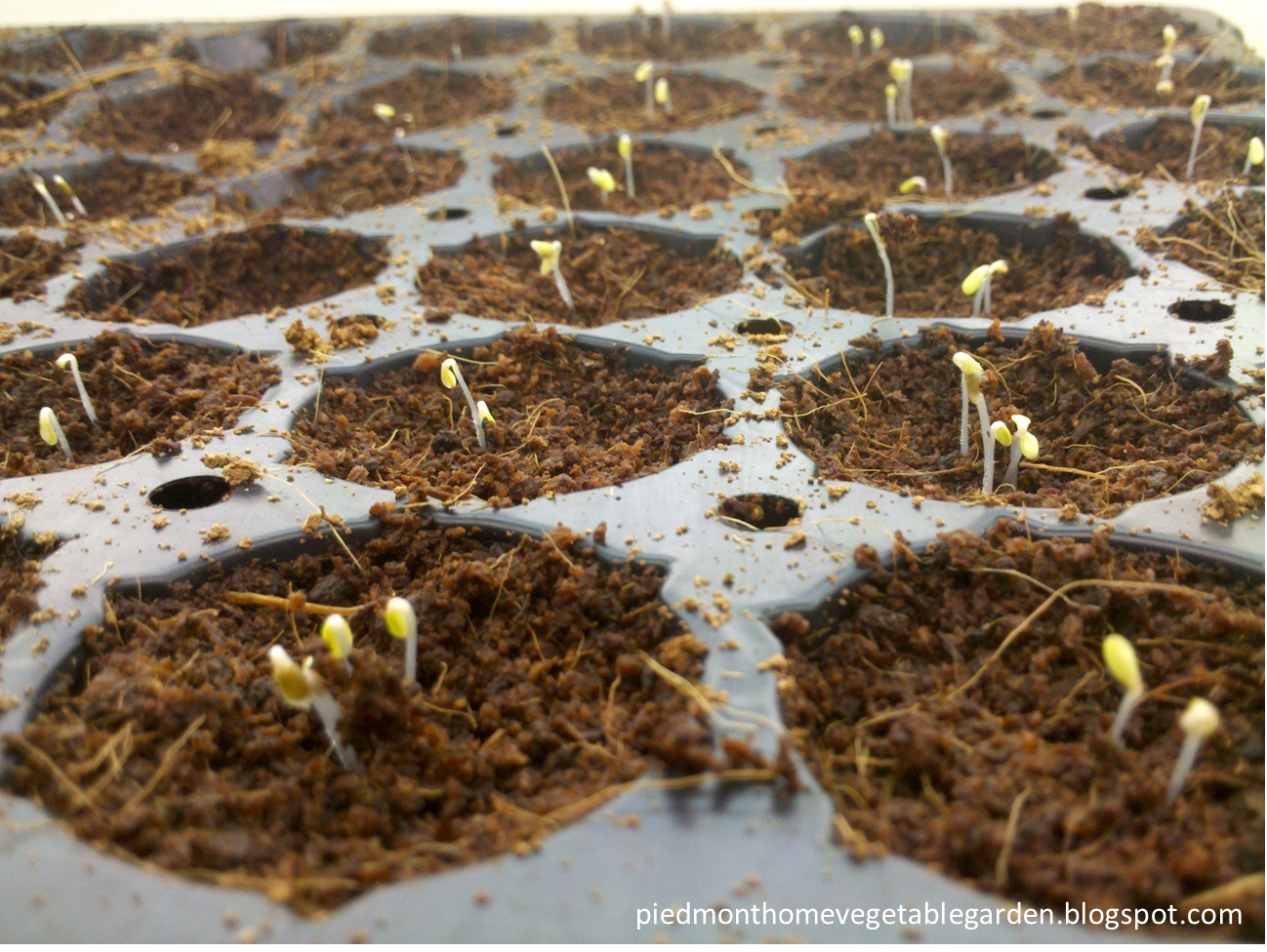 Piedmont Home Vegetable Garden Garden Organization Seed starting!