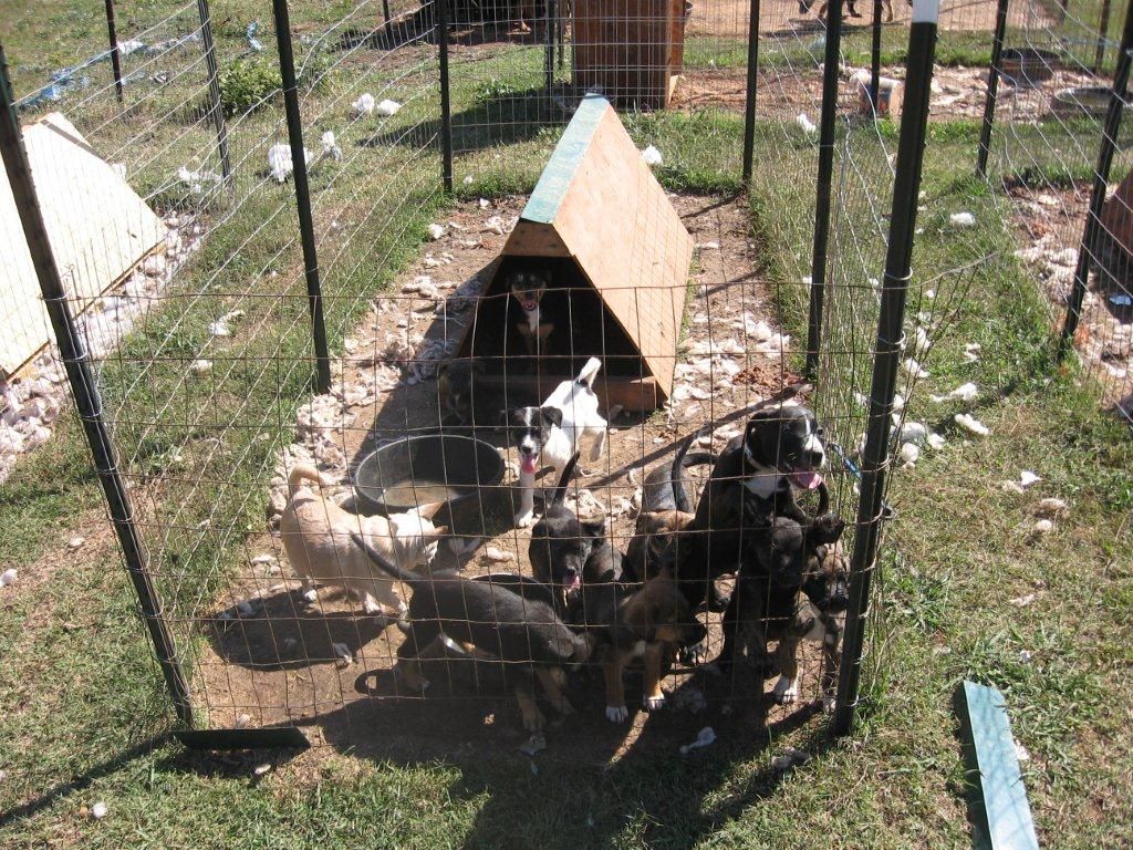 NC Shelter Rescue, Inc North Carolina illegal animal transport