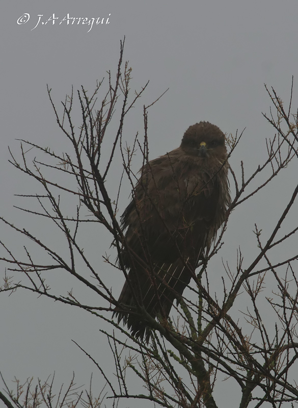 Milano negro, Milvus migrans, black Kite Milano negro, Milvus migrans, black Kite
