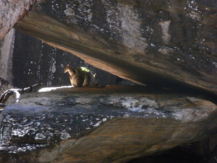 ROCK WALLABYS FROM UBIRR KAKADU NT