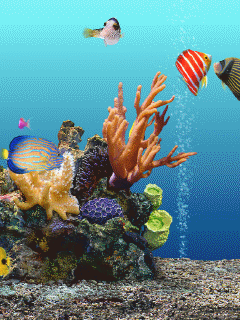 Share Top 30 hình nền cá vàng bơi đẹp ấn tương cho máy tính laptop