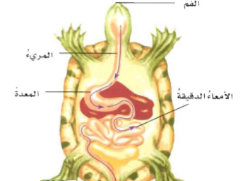 في جميع الجهاز الدوراني أجهزة يتحكم الجهاز الذي الجسم هو الجهاز الذي