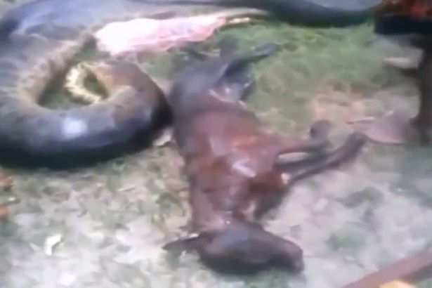Liveleak Dogs Eating Another Dog Liveleak Dogs Eating Another Dog
