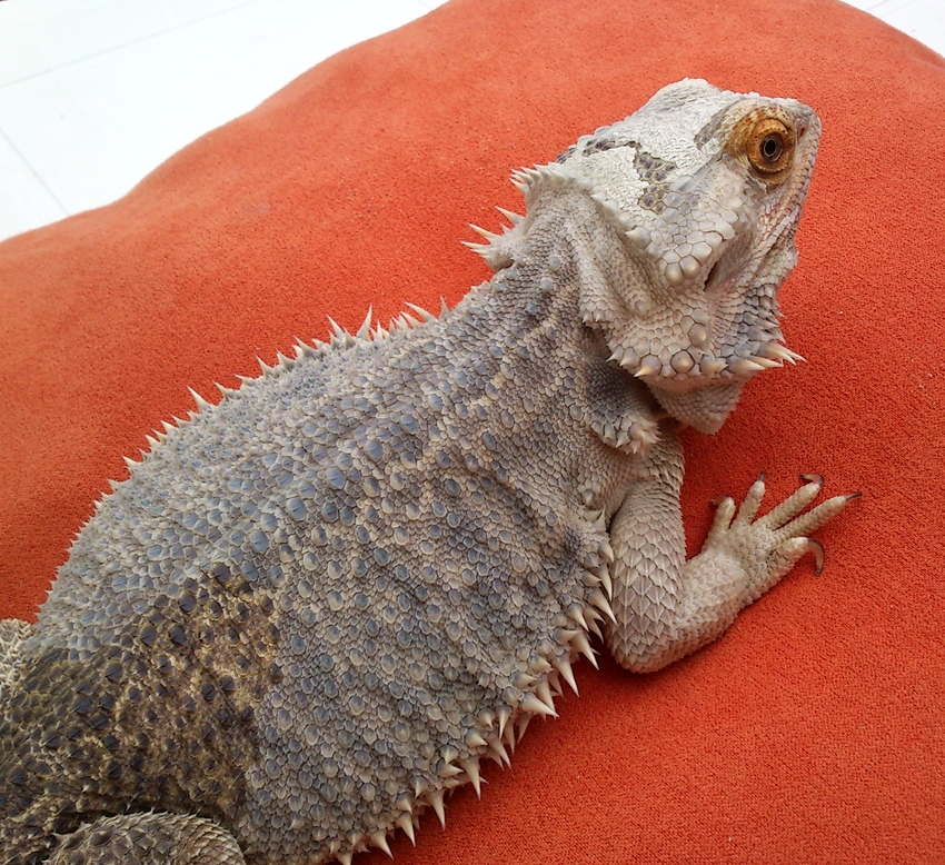 Bearded Dragon Care Shedding