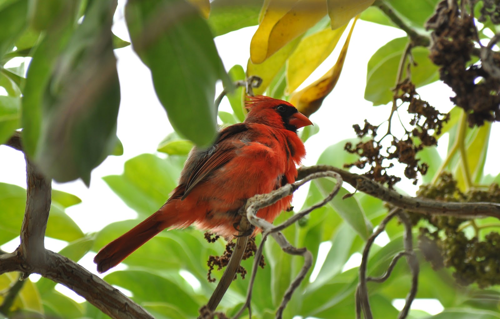 200 Birds Introduced Birds of the Big Island, Hawaii Song Birds