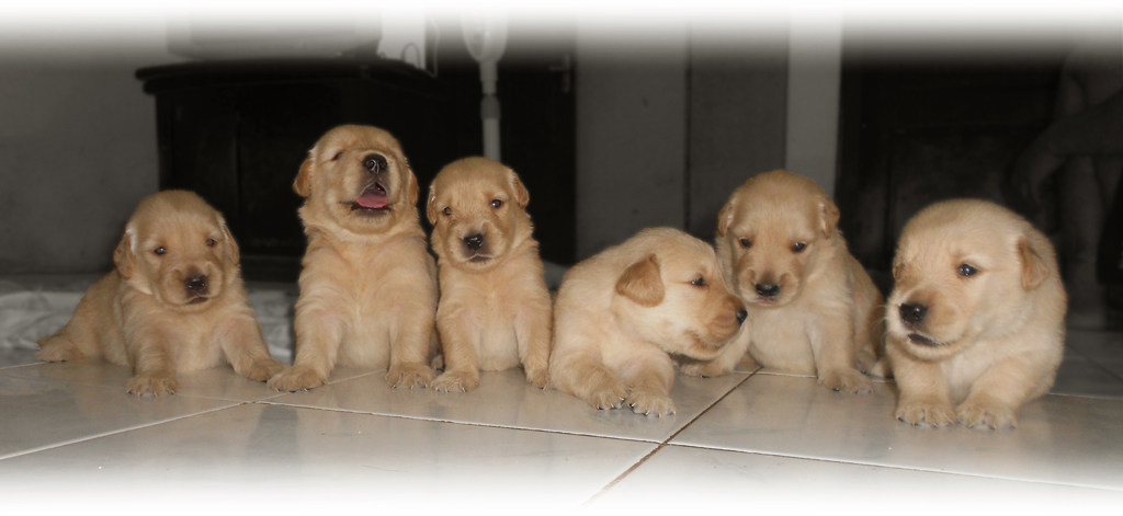 Loggin 7 Tahapan Perkembangan Anak Anjing Yang Wajib Diketahui